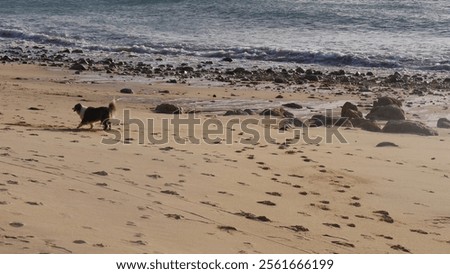 Similar – Image, Stock Photo Dog running on stone pier