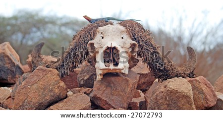 african buffalo scull