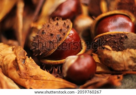 A group of shiny brown chestnuts laying on dry brown fallen chestnut leaves and stones. Some chestnuts out of the shell, one chestnut in the shell and one empty shell create a typical fall background.