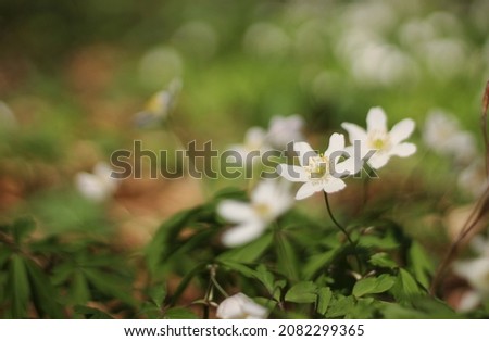 A white wood anemone in as a main object with other anemone flowers blurred in the background. Photo focused on a one little white anemone flower with green leaves growing between other wood anemones.