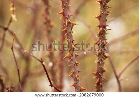 Image, Stock Photo Pointed thorns of dog rose (rosehip), like re-hooks, dangerous and hurting. Against neutral background.