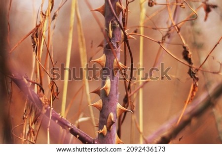 Similar – Image, Stock Photo Pointed thorns of dog rose (rosehip), like re-hooks, dangerous and hurting. Against neutral background.