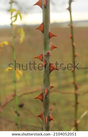 Similar – Image, Stock Photo Pointed thorns of dog rose (rosehip), like re-hooks, dangerous and hurting. Against neutral background.