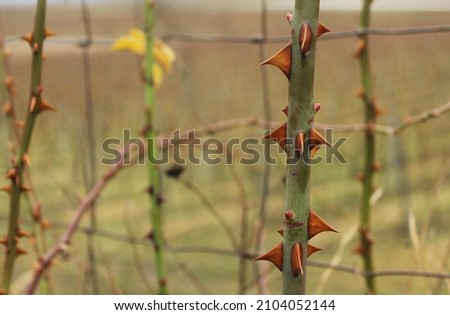 Similar – Image, Stock Photo Pointed thorns of dog rose (rosehip), like re-hooks, dangerous and hurting. Against neutral background.