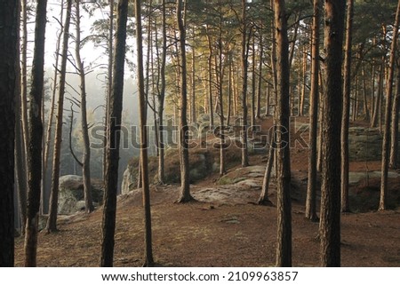 Similar – Foto Bild Waldliebe Natur Baum grün