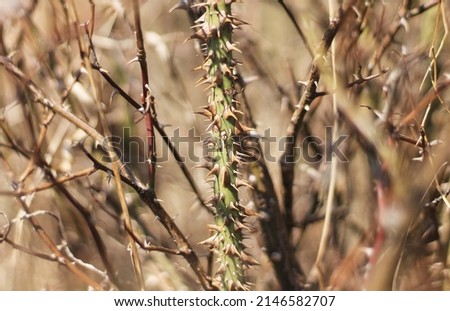 Similar – Image, Stock Photo Pointed thorns of dog rose (rosehip), like re-hooks, dangerous and hurting. Against neutral background.