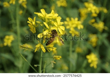 Similar – Image, Stock Photo Wild bee collects honey and pollen from lavender flowers