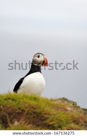 Atlantic Puffin or Common Puffin, Iceland