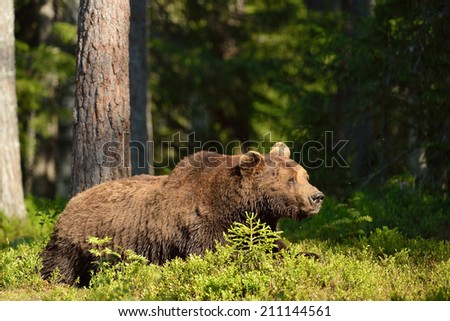 Brown bear resting in the forest