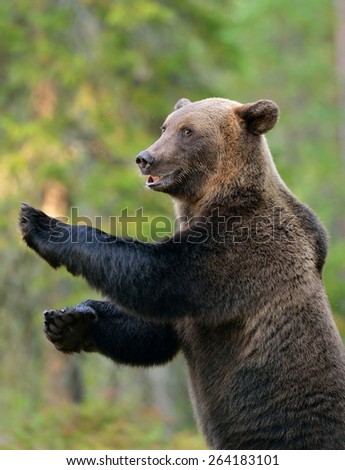 Brown bear standing, smiling, forest