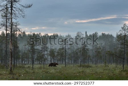 Brown bear walking in the misty forest