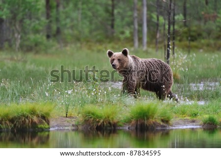 Brown Bear walking in the bog