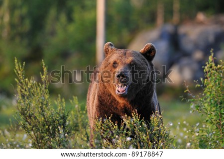 Brown bear face in the sun