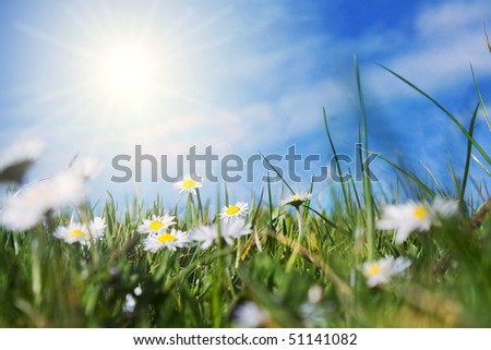 green field with daisies in back the sun shinning