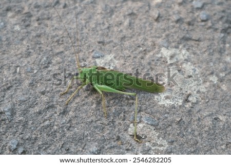 Similar – Image, Stock Photo Locust sitting on the wooden floor Macro