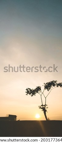 Tree silhouette when sunset doen Stockfoto © 