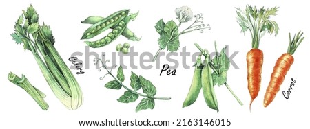 Watercolor Food Clipart. Hand drawn vector Illustration of celery, peas and carrot. Set of fresh organic products. Drawing for magazin and cookbook