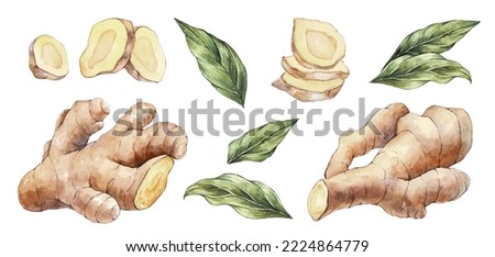 Hand Drawn Ginger watercolor sketch. Vector Illustration for Food Design. Ginger with leaves and slices.