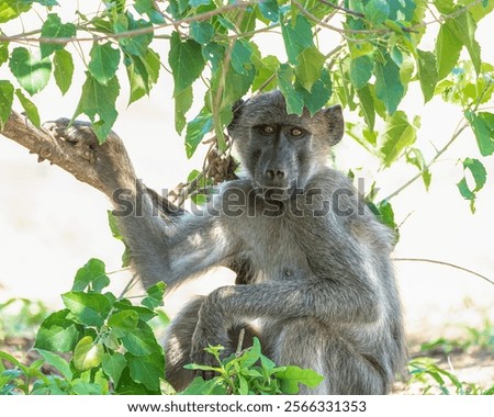 Similar – Image, Stock Photo Hand grips branch with thorns