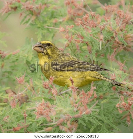 Image, Stock Photo Lesser Sparrow Environment