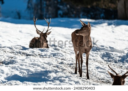 Similar – Foto Bild große schneebedeckte Wiese vor einem Wald in der Rhön