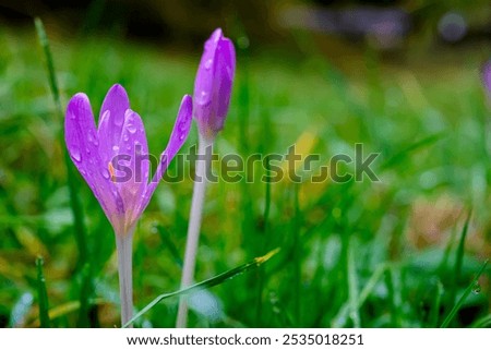 Image, Stock Photo Purple crocus flowers and dark background