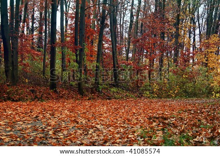 Covered with fall leave away in the forest