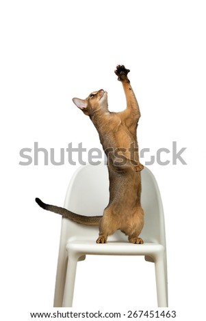 Abyssinian cat plays standing on its hind legs on a chair isolated on white background