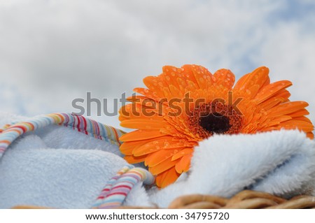 Wet orange gerbera on a soft blue blanket in a wicker basket against the cloudy sky
