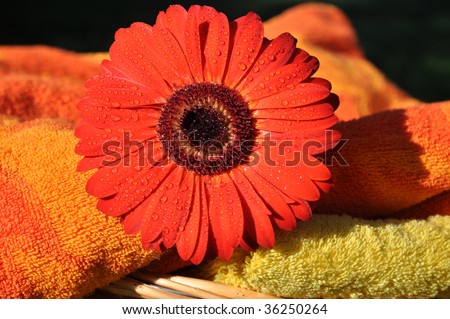 Wet red gerbera and soft towels in a wicker basket