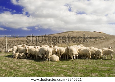 Sheep herd in Sardinia,Italy.