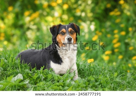 Similar – Image, Stock Photo Calm mongrel dog walking in building