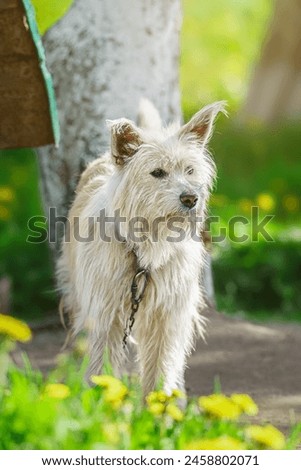 Similar – Image, Stock Photo Calm mongrel dog walking in building