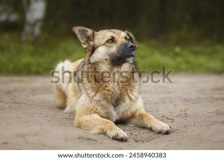 Similar – Image, Stock Photo Calm mongrel dog walking in building