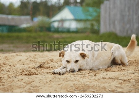 Similar – Image, Stock Photo Calm mongrel dog walking in building