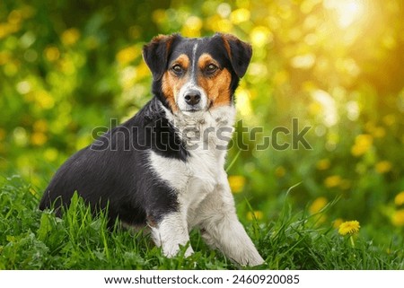 Similar – Image, Stock Photo Calm mongrel dog walking in building