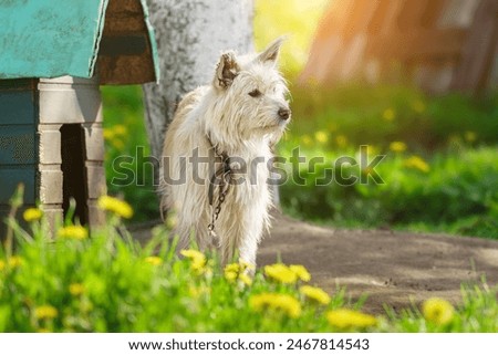 Similar – Image, Stock Photo Calm mongrel dog walking in building