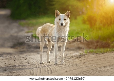 Image, Stock Photo Calm mongrel dog walking in building