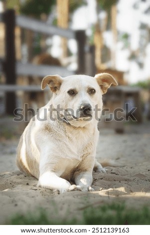 Similar – Image, Stock Photo Calm mongrel dog walking in building