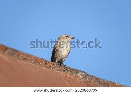 Similar – Image, Stock Photo Spotted Flycatcher Portrait