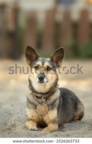 Similar – Image, Stock Photo Calm mongrel dog walking in building