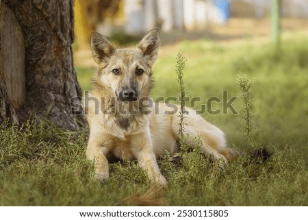 Similar – Image, Stock Photo Calm mongrel dog walking in building