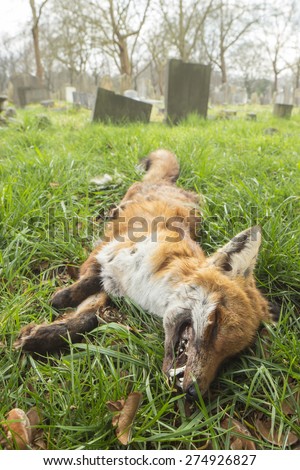 Dead fox in a church yard