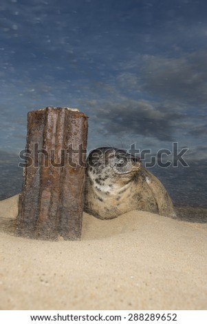 Grey seal pup rising against a rusty groyne in a sand storm