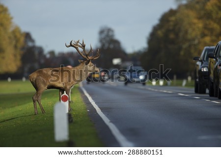 Red deer stag crossing a busy road in rush hour