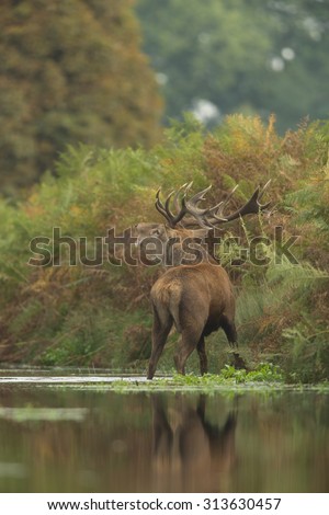 Red deer stag roaring in the stream with reflection