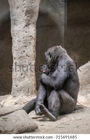 female gorilla caring and pampering her breeding