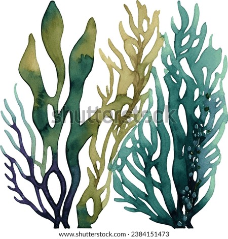 Various types of seaweed with watercolour touches.