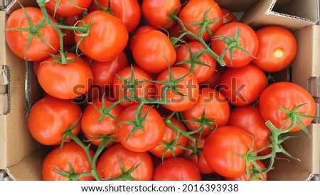 Tomatoes close-up top view, tomatoes on branches, tomatoes with leaves, tomatoes in a box, harvesting, food background, tomato background 