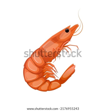 shrimp king tiger cartoon. prawn fresh pink meat, sea red shellfish shrimp king tiger vector illustration